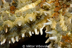 Starfish by Viktor Vrbovský 